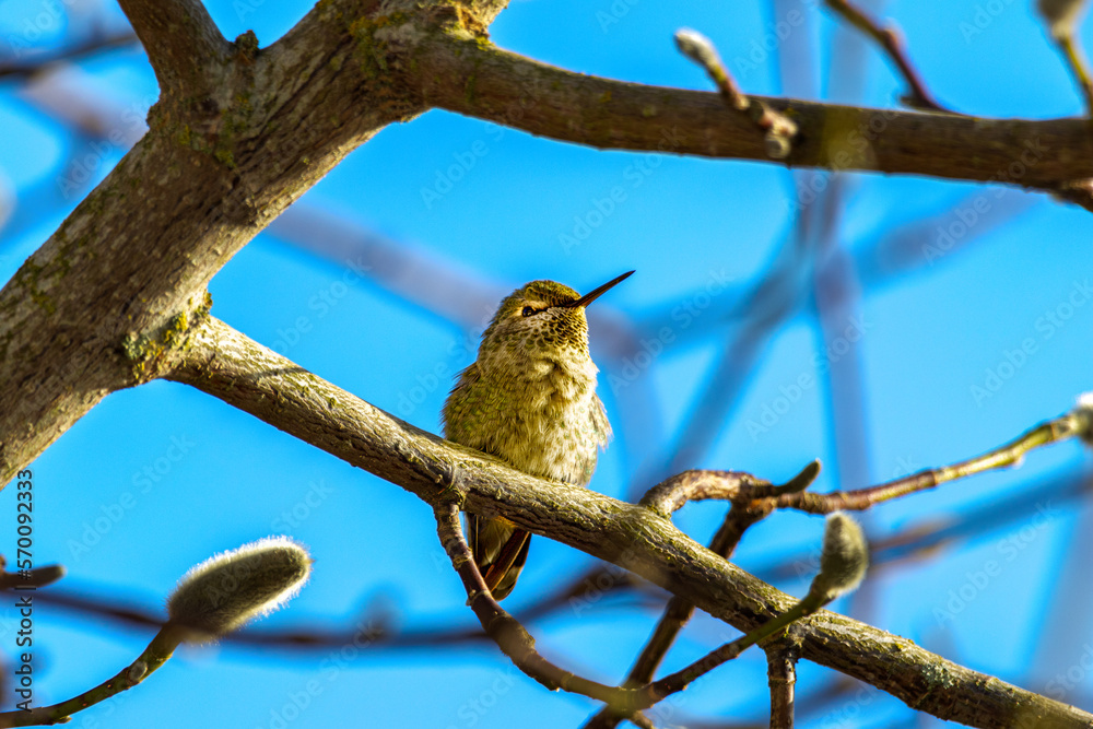 Anna's hummingbird (Calypte anna) perched on branch on sunny winters day
