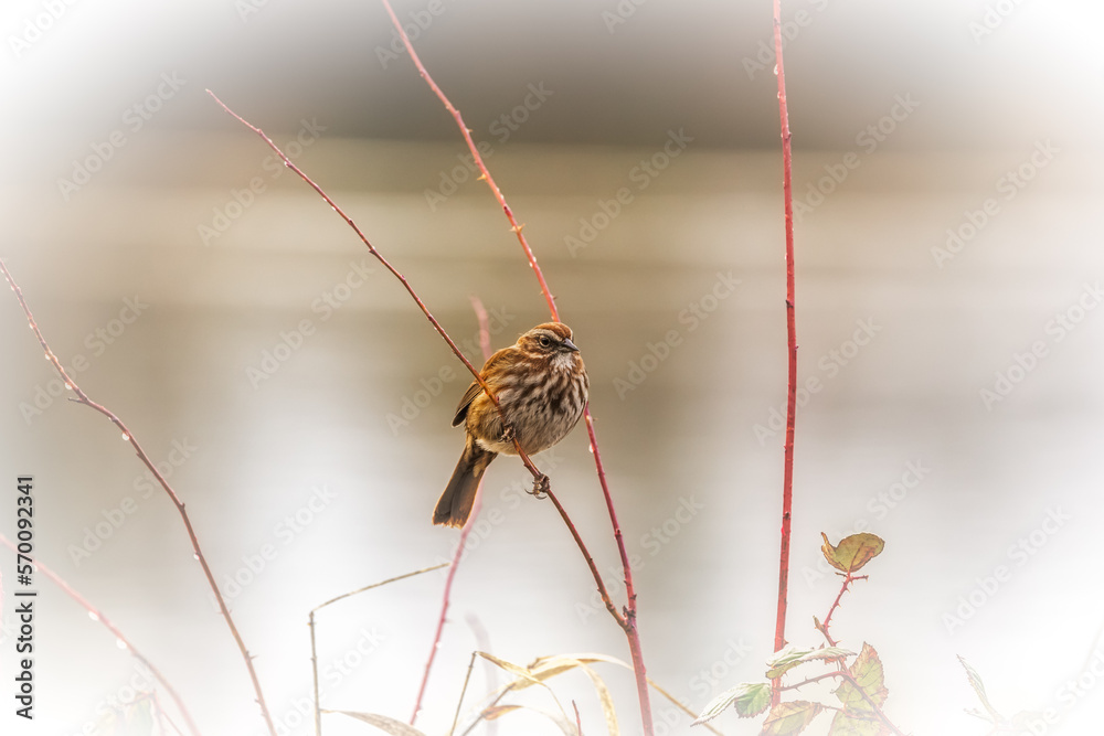 Song sparrow (Melospiza melodia) perched on branch in winter