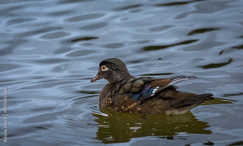 Female wood duck (Aix sponsa) swimming in pond on a Winter afternoon