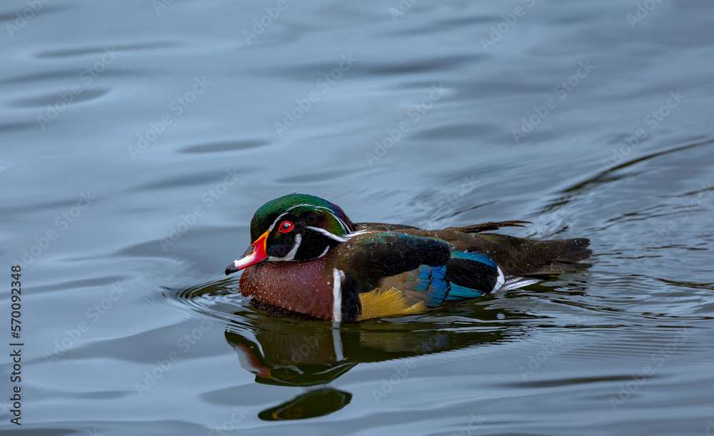 Male wood duck (Aix sponsa) swimming in pond on a Winter afternoon