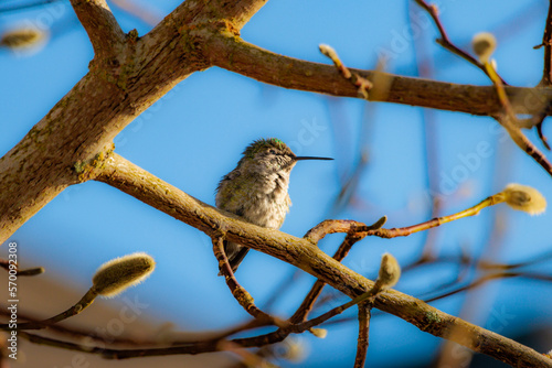 Obraz na płótnie Anna's hummingbird (Calypte anna) perched on branch on sunny winters day side profile w salonie