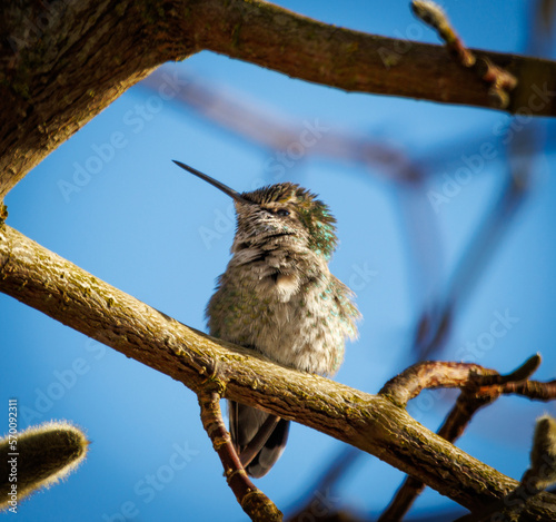 Obraz na płótnie Close up of Anna's hummingbird (Calypte anna) perched on branch on sunny winters day w salonie