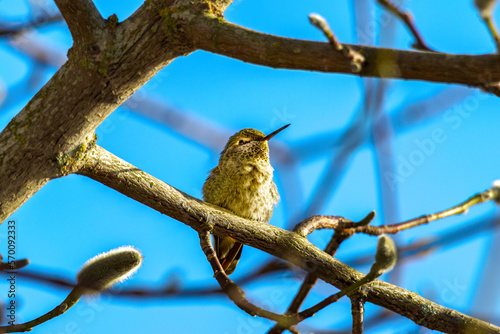Obraz na płótnie Anna's hummingbird (Calypte anna) perched on branch on sunny winters day w salonie