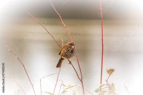 Song sparrow (Melospiza melodia) perched on branch in winter