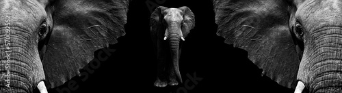 Banner with silhouettes of elephants: represents strength and majesty in an elegant and minimalist design