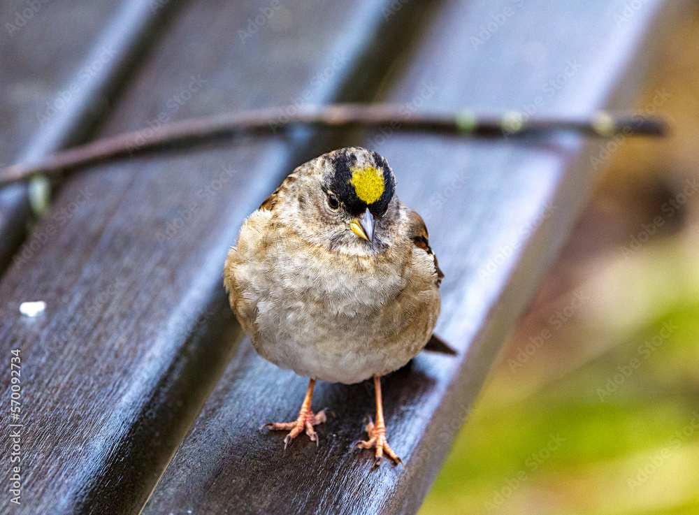Golden-crowned sparrow on park bench