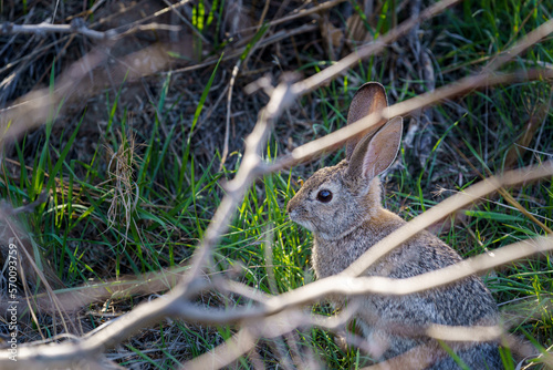 Desert Cottontail rabbit sitting in a patch of green grass. Framed by tree branches. © TomWindeknecht
