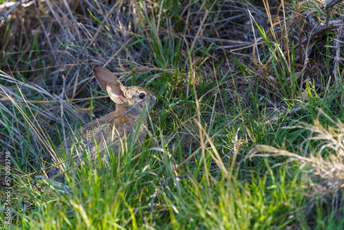 Desert Cottontail rabbit sitting still in a patch of green grass. © TomWindeknecht