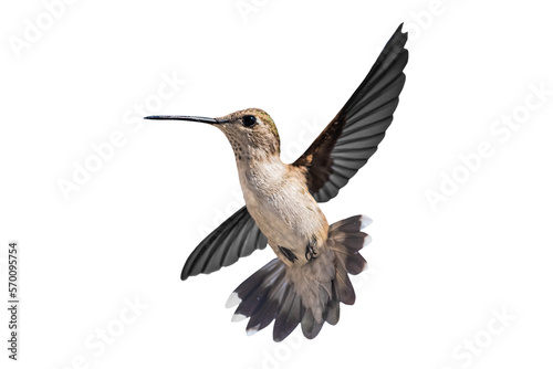 Black-Chinned Hummingbird (Archilochus alexandri) Photo, in Flight on a Transparent Background © Jim