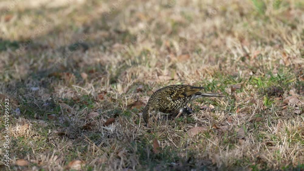 scarly thrush is searching a warm to eat scarly thrush is searching a warm to eat