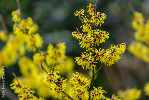 Фотография Selective focus of yellow flower Hamamelis mollis in later winter or early spring, Witch hazels or Hamamelis are a genus of flowering plants in the family Hamamelidaceae, Nature floral background