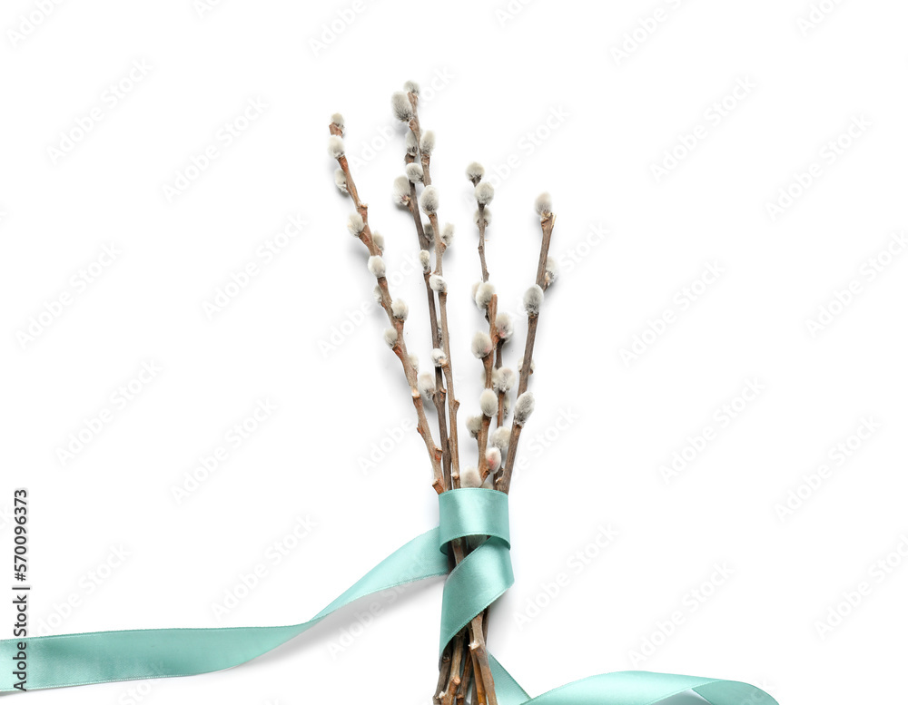 Pussy willow branches tied with turquoise ribbon isolated on white background
