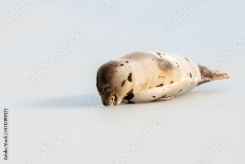 Fototapeta Naklejka Na Ścianę i Meble -  A large grey harp seal or harbor seal on white snow and ice eating snow from the top of the ice. The wild gray seal has long whiskers, light fur or skin, dark eyes, spotted fur and heart shaped nose. 