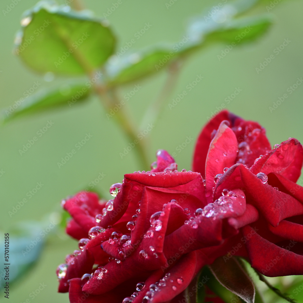 Closeup red rose with water drops and blurred leaves in the light green background. Creative image from the side angle. Closeup red rose with water drops and blurred leaves in the light green background. Creative image from the side angle.