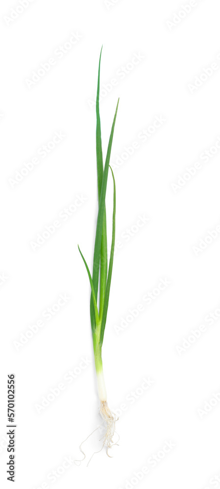 Fresh green spring onion isolated on white, top view Fresh green spring onion isolated on white, top view