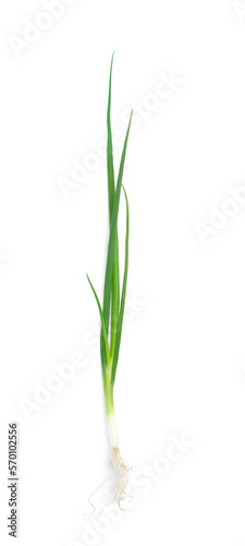 Fresh green spring onion isolated on white, top view