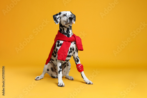 Adorable Dalmatian dog with red sweatshirt and bandana on yellow background © New Africa