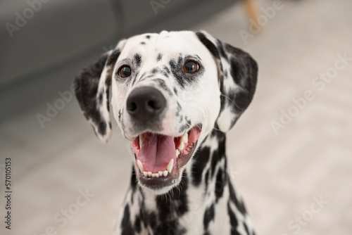 Adorable Dalmatian dog in room. Lovely pet © New Africa