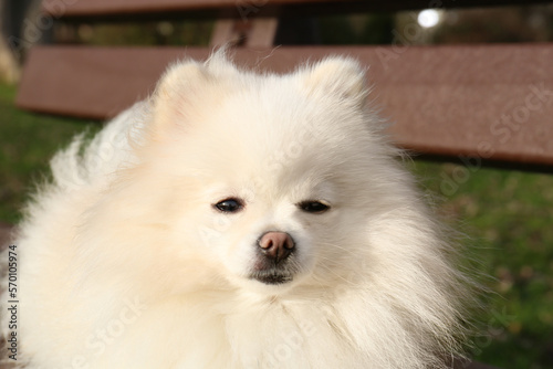 Cute fluffy Pomeranian dog on wooden bench outdoors, closeup. Lovely pet