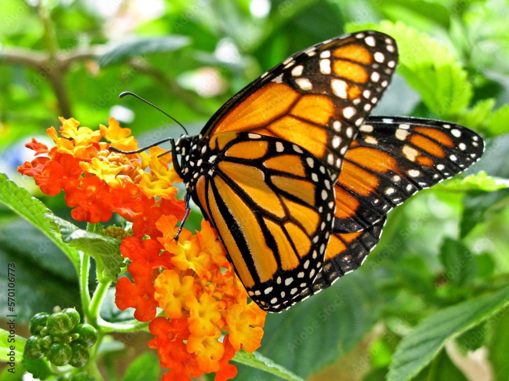 Obraz premium monarch butterfly on flower