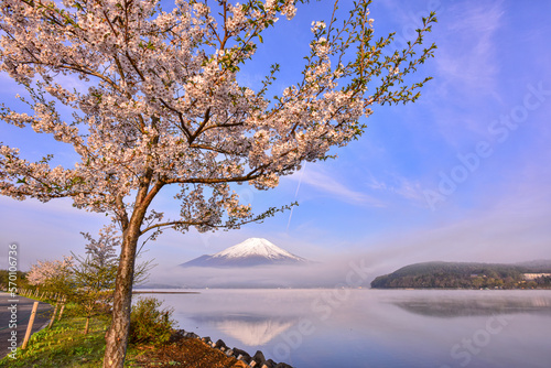 Fototapeta Naklejka Na Ścianę i Meble -  山中湖から桜と富士山