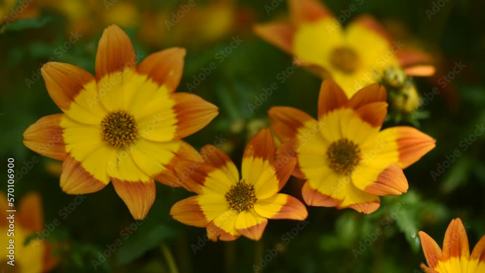 Bidens ferulifolia flowers on nature background. Bidens ferulifolia flowers on nature background.