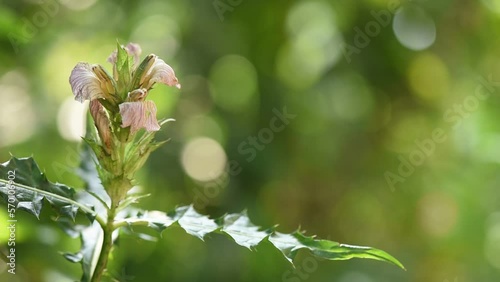 Sea holly or Acanthus ebracteatus flowers on nature background. photo