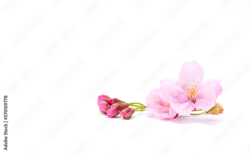 Fototapeta premium Cherry blossom isolated on white background. Sign of spring. Copy space