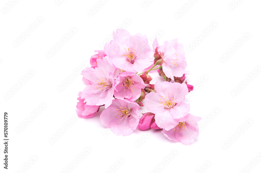 Cherry blossom isolated on white background. Sign of spring. Copy space