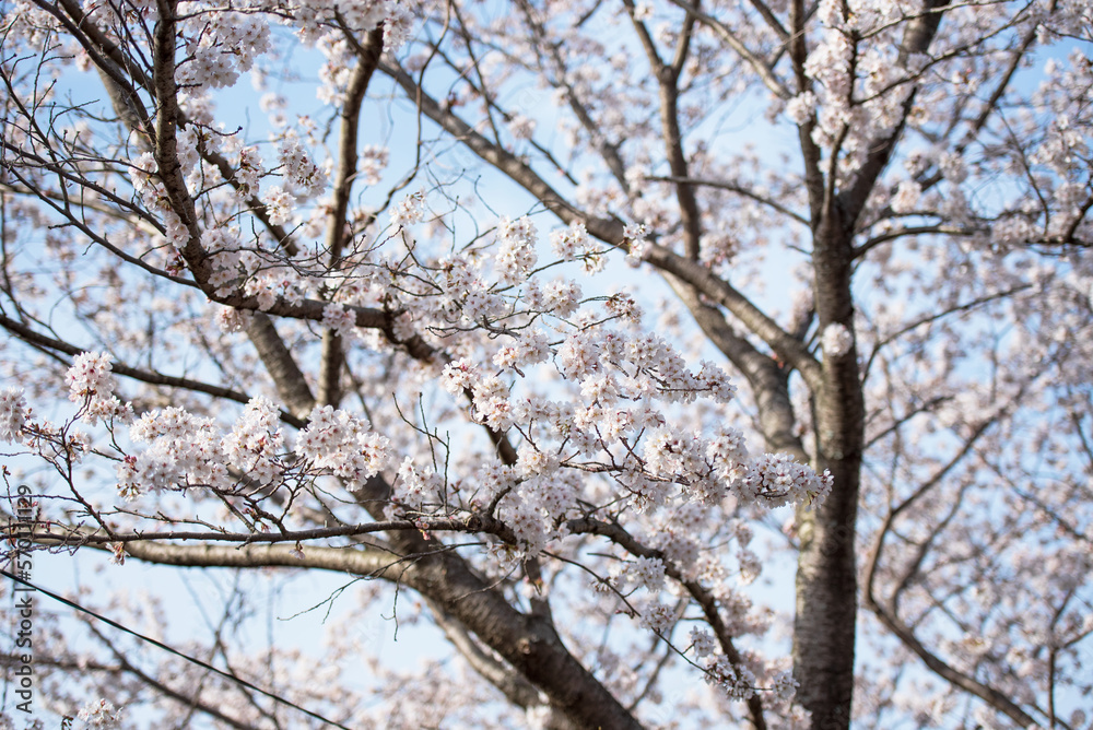 Blossoming cherry tree with blue sky background. spring flower Blossoming cherry tree with blue sky background. spring flower