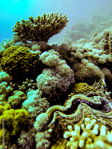 Colorful Coral Reef Underwater