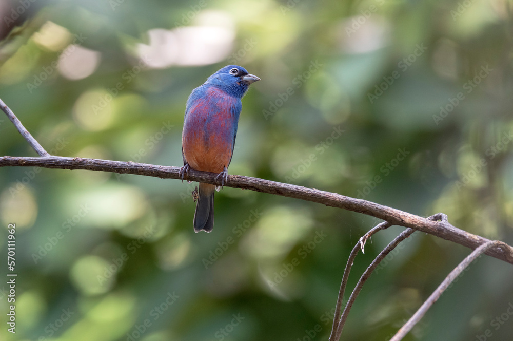 Beautiful endemic bird in the Sierra Madre in Chiapas, Mexico Rose-bellied Bunting Beautiful endemic bird in the Sierra Madre in Chiapas, Mexico Rose-bellied Bunting