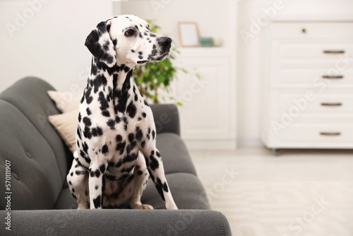 Adorable Dalmatian dog sitting on couch indoors, space for text