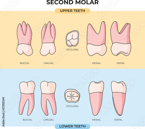 collection of upper and lower Second Molar tooth anatomy in various angles photo