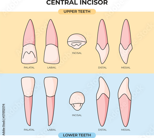 anatomy of the upper and lower central incisors in various angles with a flat design style that can be used for education