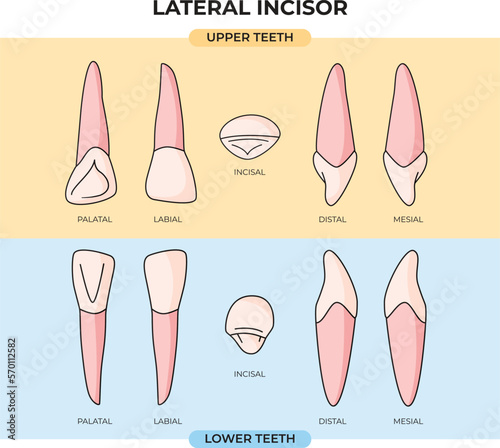Anatomy set of upper and lower lateral incisor teeth from various viewpoints that can be used for information
