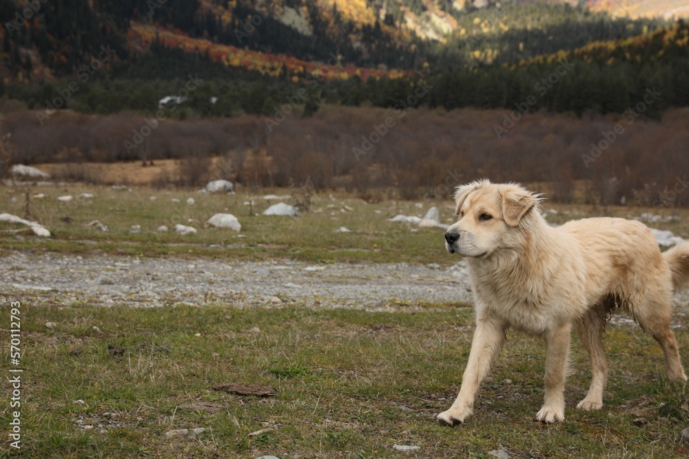Obraz premium Cute dog walking in mountains on sunny day