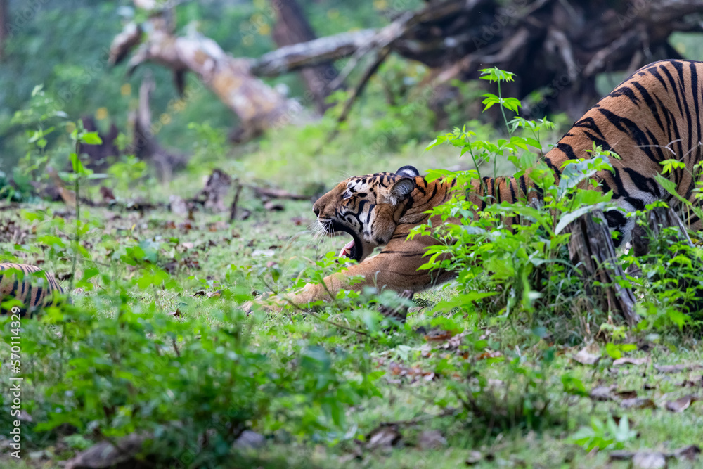 Obraz premium tiger in the wild