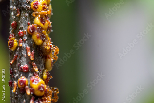 Macro photography of group of tiny ants carrying pupae and eggs on stick with copy space