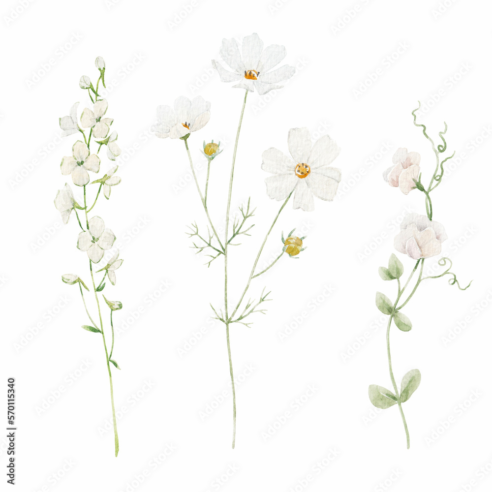 Beautiful floral stock illustration with hand drawn watercolor white wild field flowers. Clip art.