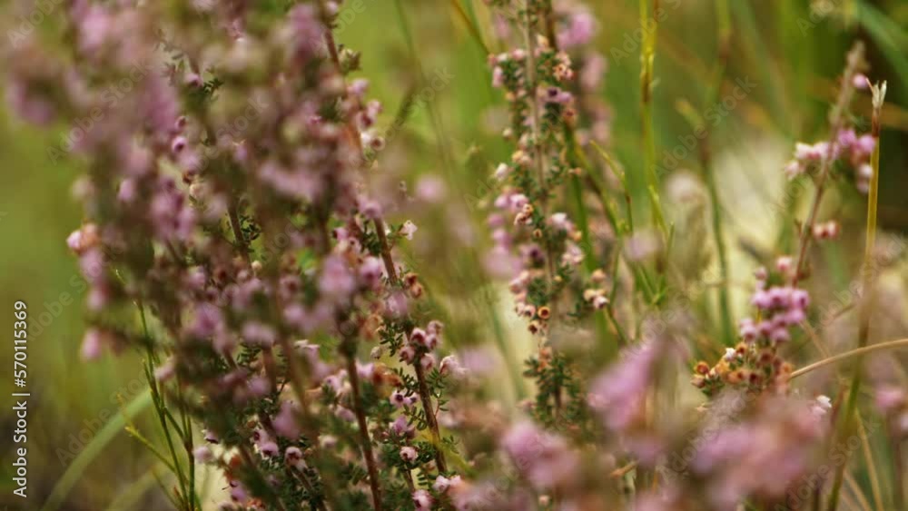 Slow Motion Pan out of pink flowers in garden Slow Motion Pan out of pink flowers in garden
