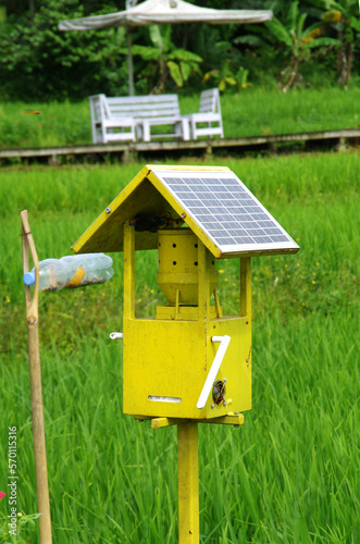 Paddy-eating birds in the rice fields.