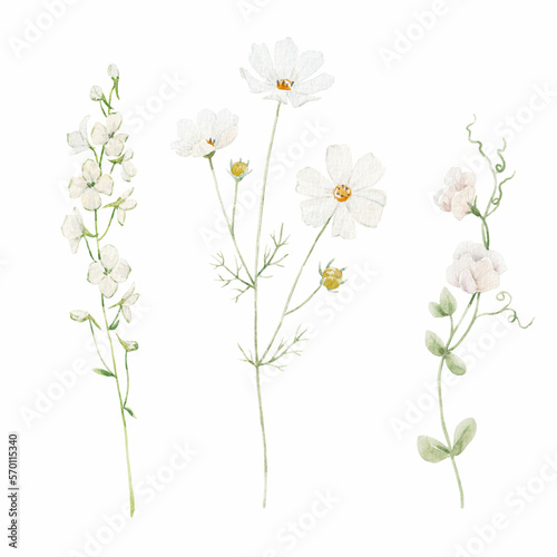 Beautiful floral stock illustration with hand drawn watercolor white wild field flowers. Clip art.