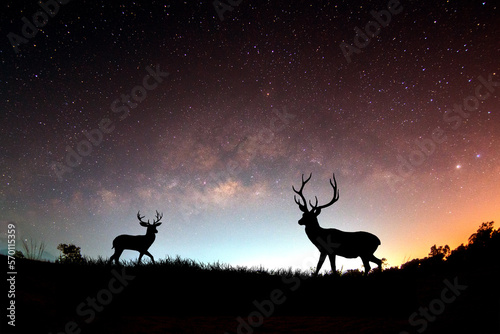 silhouette of a deer © Stock Photo For You