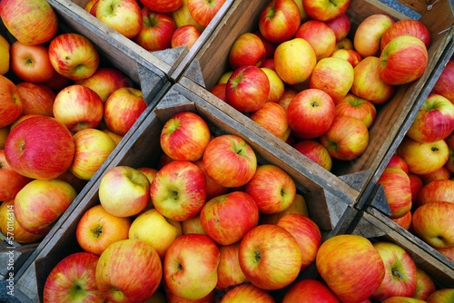 Organic apples in a crate at a farmers market