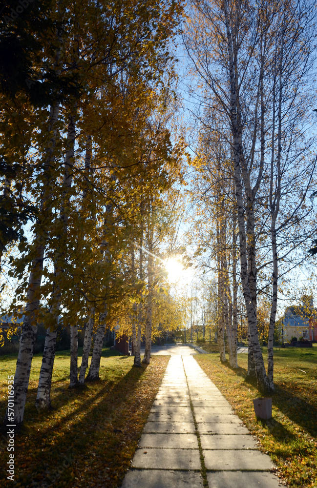 Naklejka premium autumn in the park