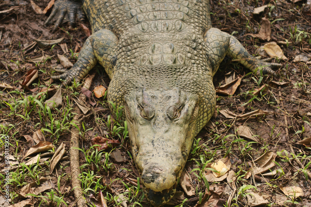 Obraz premium estuarine crocodile, alligator on the edge of a murky pond