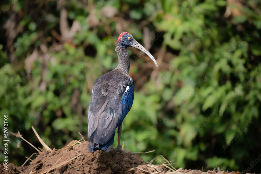 Naklejka premium Red naped ibis