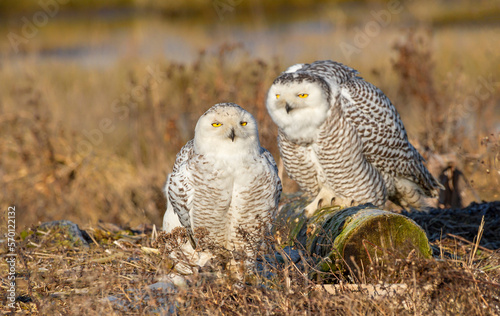 Snowy Owl bird