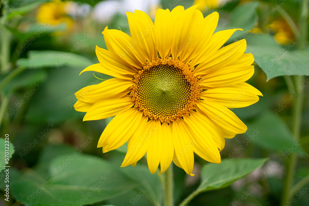sunflower in warm sunset light sunflower in warm sunset light